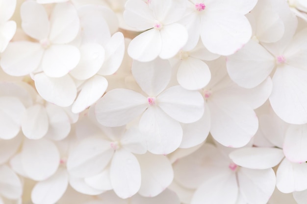 Macro photo grandes fleurs d'hortensia blanc nature fond mariage spa doux fond doux