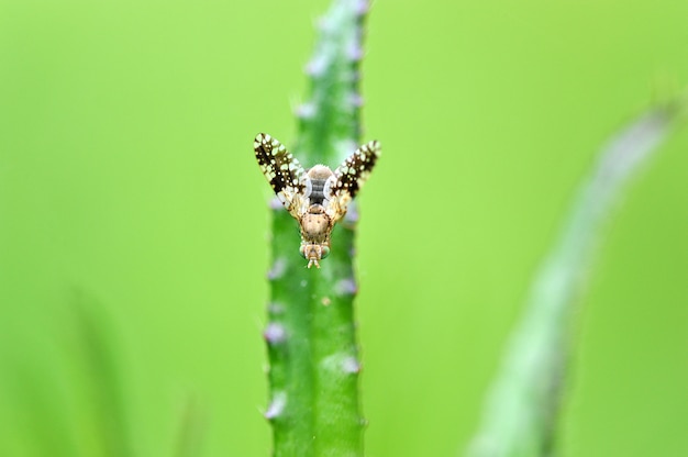 Macro photo d'un insecte