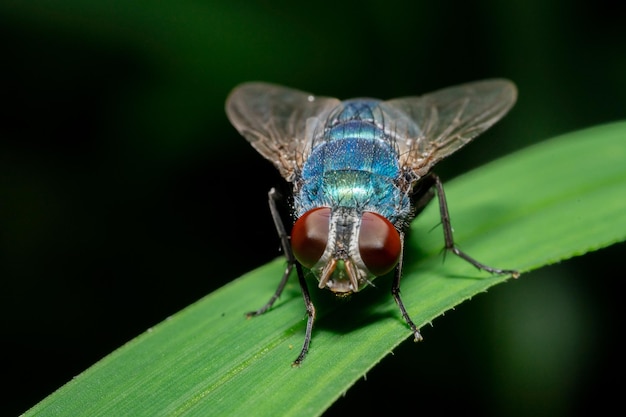 Macro photo de mouches à l'état sauvage