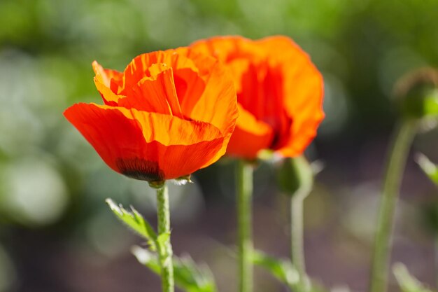 Macro photo nature fleurs coquelicots en fleurs Texture de fond de fleurs de coquelicots rouges