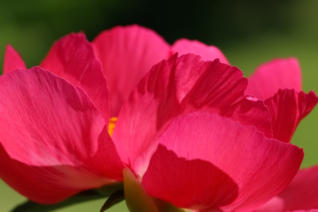 Macro photo de paeonia rose avec mise au point sélective fond de jardin vert foncé flou naturel