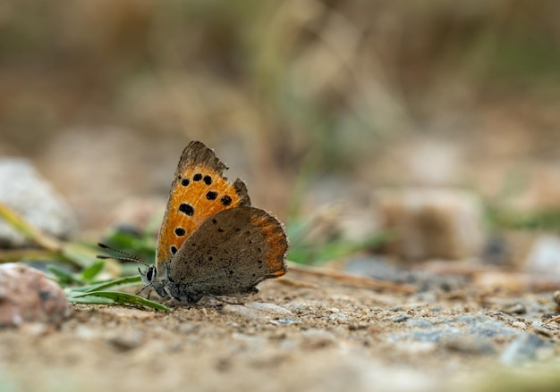 Photo macro photo de papillon de cuivre ou de lycaena phlaeas