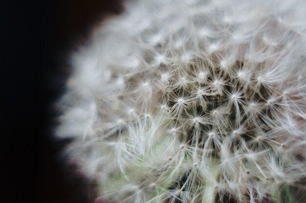 Photo macro photo de peluches de pissenlit blanc