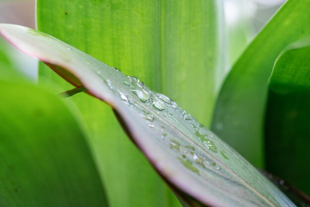 Macro photo de taches d'eau sur les feuilles