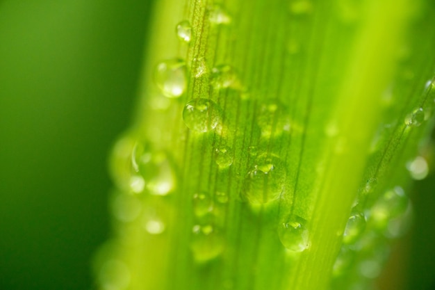 Macro photo de taches d'eau sur les feuilles