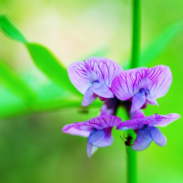 Macro photo de vetch en fleurs ou matin de printemps