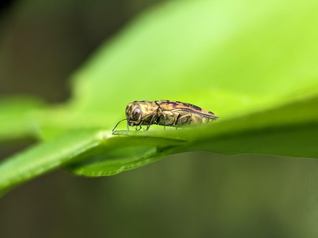 MACRO PHOTOGRAPHIE 2