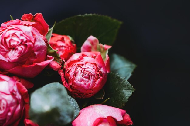 Macro photographie de bouquet de roses rose foncé sur bleu Soft focus vue de dessus composition agrandi