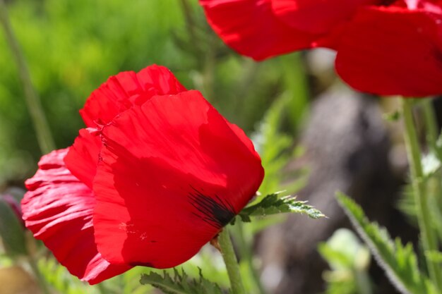 Macro photographie de coquelicot rouge flowerin lumière du soleil sur un fond vert flou naturel