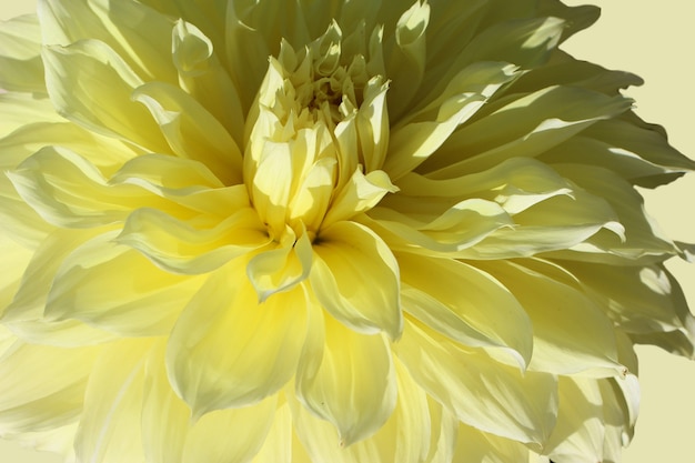 La macro photographie d'un dahlia jaune isolé sur fond jaune