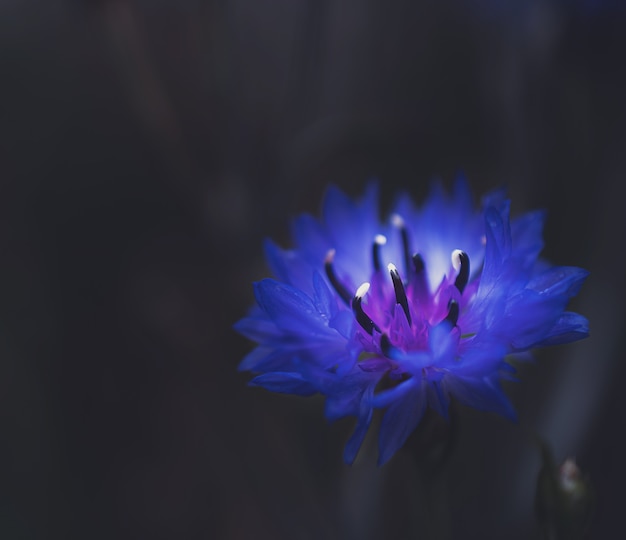 La macro photographie d'une fleur bleue sur fond noir