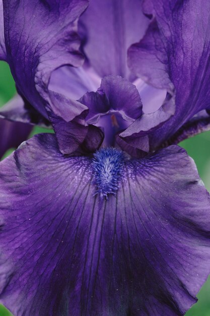 Photo une macro-photographie de la fleur violette