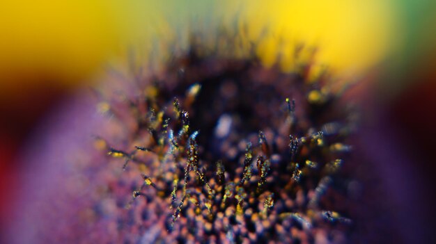 Une macro-photographie de la fleur violette