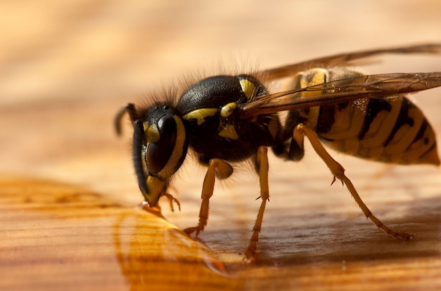 Une macro-photographie d'un insecte sur une table en bois
