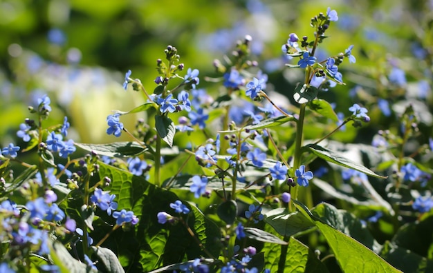 La macro photographie de petites fleurs bleues avec selective focus lat Myosotis