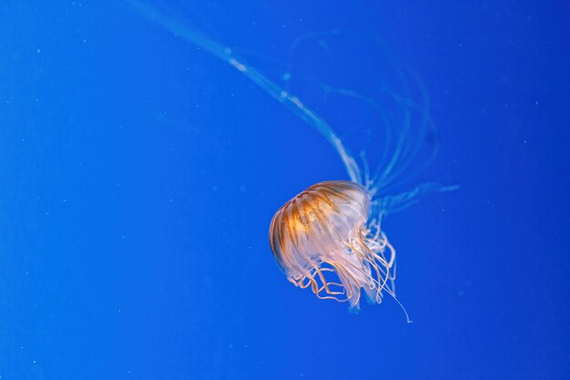 La macro photographie sous l'ortie de la mer du Nord ou méduses méduses brunes gros plan