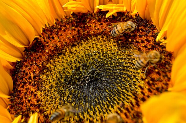 Photo une macro-photographie de tournesol