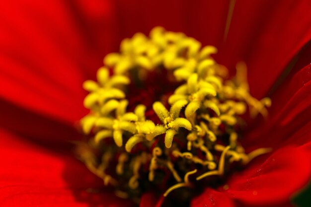 Macro photographie de Zinnia peruviana, le monde intérieur de la fleur rouge de Zinnia