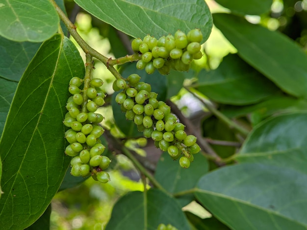 Macro d'une plante de bignay immature dans le jardin