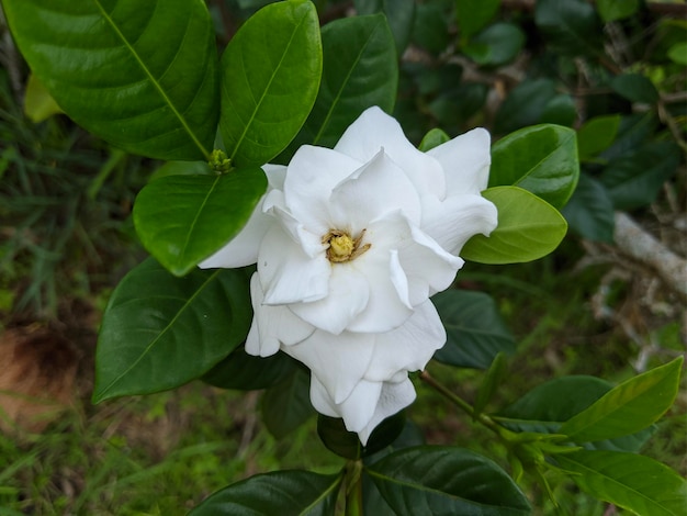 Macro de plante de fleur de jasmin cape blanche