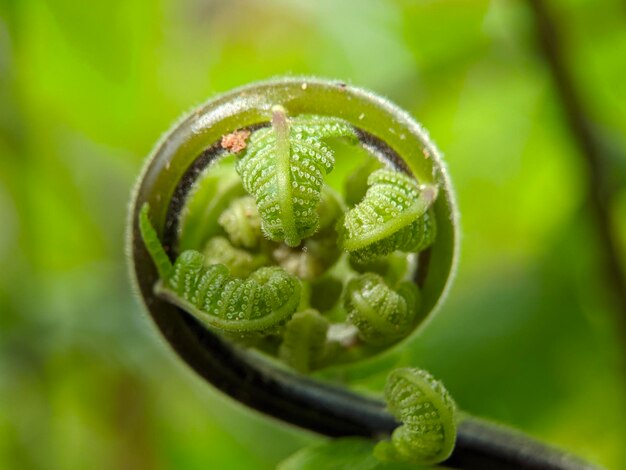 Macro de la plante de fougère à dérouler