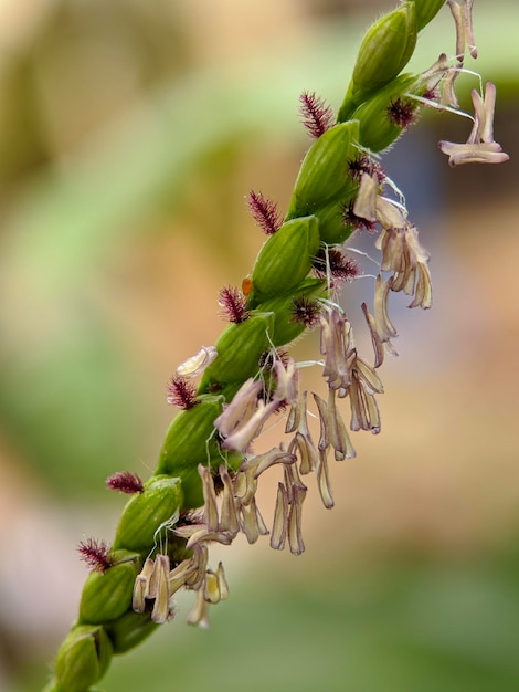 Photo macro de la plante paspalum distichum