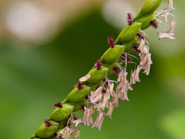 Photo macro de la plante paspalum distichum