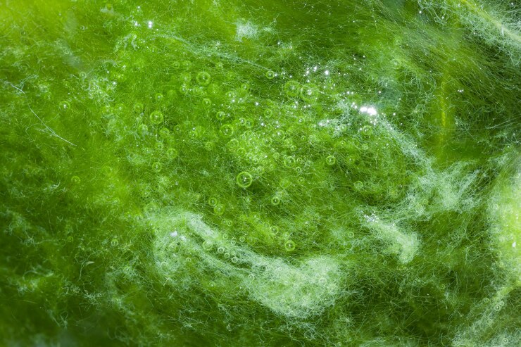 Photo macro de plante thallophytique sur une surface d'eau ou d'algues vertes.