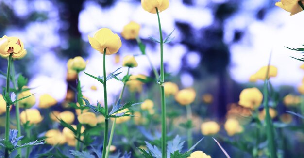 Macro de plantes et de fleurs Détail des pétales et des feuilles au coucher du soleil Fond de nature naturelle