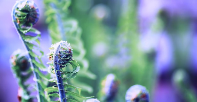 Macro de plantes et de fleurs Détail des pétales et des feuilles au coucher du soleil Fond de nature naturelle