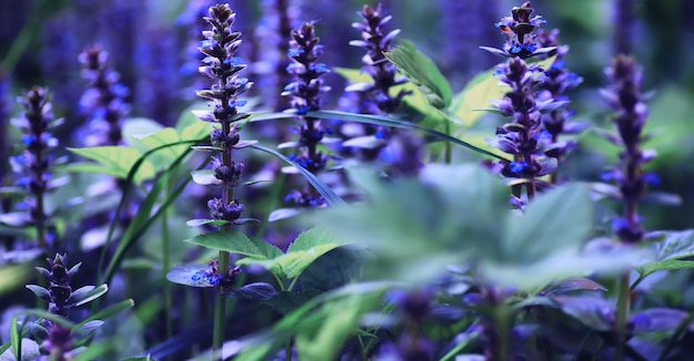 Macro de plantes et de fleurs Détail des pétales et des feuilles au coucher du soleil Fond de nature naturelle