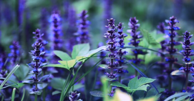 Macro de plantes et de fleurs Détail des pétales et des feuilles au coucher du soleil Fond de nature naturelle