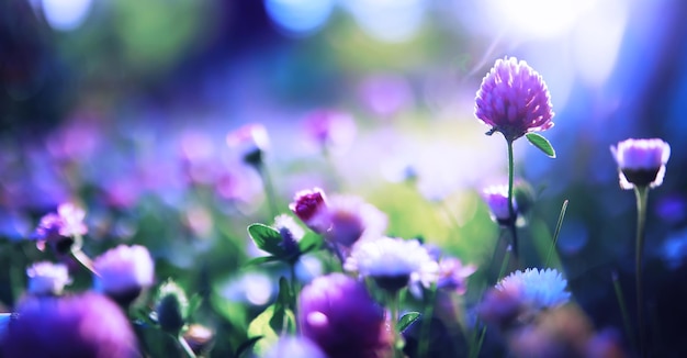 Macro de plantes et de fleurs Détail des pétales et des feuilles au coucher du soleil Fond de nature naturelle