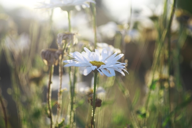 Macro de plantes et de fleurs Détail des pétales et des feuilles au coucher du soleil Fond de nature naturelle