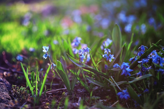 Macro de plantes et de fleurs Détail des pétales et des feuilles au coucher du soleil Fond de nature naturelle