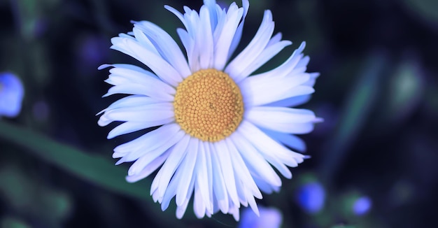 Macro de plantes et de fleurs Détail des pétales et des feuilles au coucher du soleil Fond de nature naturelle