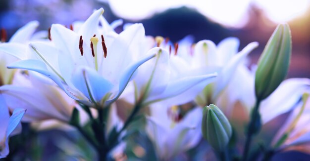 Macro de plantes et de fleurs Détail des pétales et des feuilles au coucher du soleil Fond de nature naturelle