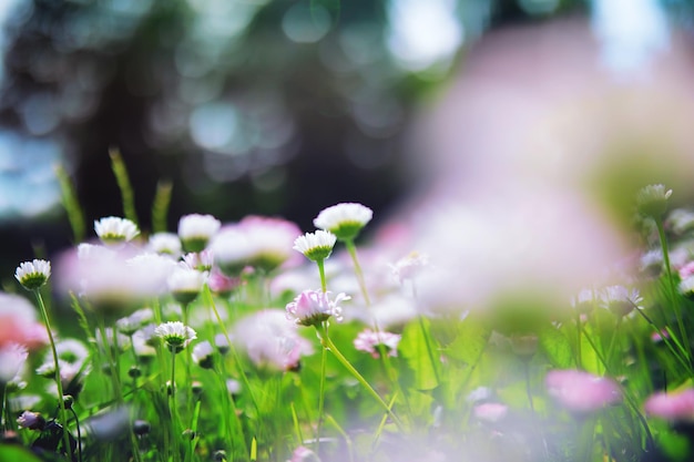 Macro de plantes et de fleurs Détail des pétales et des feuilles au coucher du soleil Fond de nature naturelle