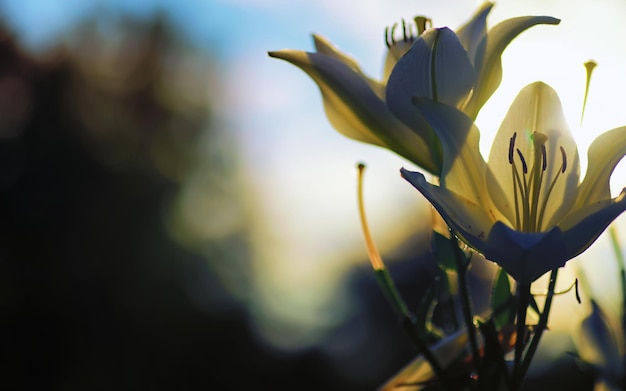 Macro de plantes et de fleurs Détail des pétales et des feuilles au coucher du soleil Fond de nature naturelle