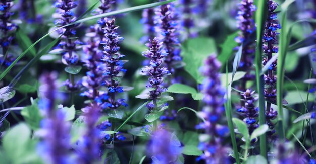 Macro de plantes et de fleurs Détail des pétales et des feuilles au coucher du soleil Fond de nature naturelle