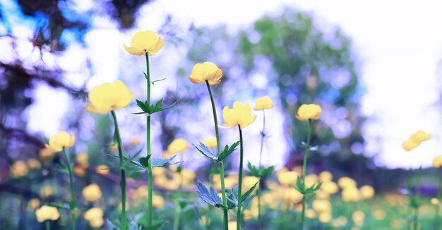 Macro de plantes et de fleurs Détail des pétales et des feuilles au coucher du soleil Fond de nature naturelle