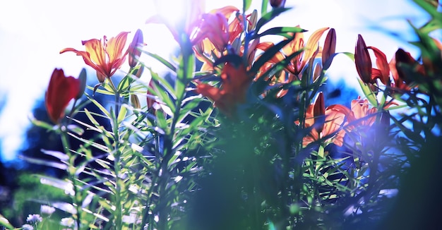 Photo macro de plantes et de fleurs détail des pétales et des feuilles au coucher du soleil fond de nature naturelle