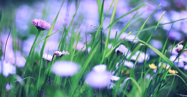 Macro de plantes et de fleurs Détail des pétales et des feuilles au coucher du soleil Fond de nature naturelle