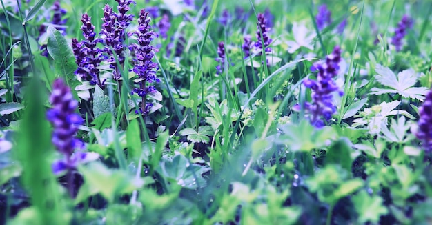 Macro de plantes et de fleurs Détail des pétales et des feuilles au coucher du soleil Fond de nature naturelle