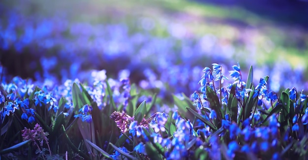 Macro de plantes et de fleurs Détail des pétales et des feuilles au coucher du soleil Fond de nature naturelle