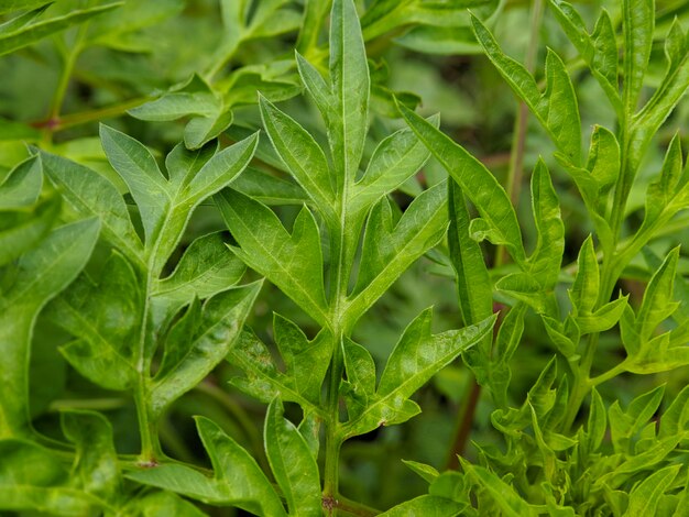 Macro de plantes Ulam Raja