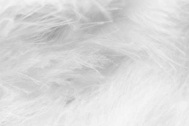 Macro de plumes duveteuses oiseau noir et blanc dans le style flou pour le fond