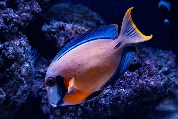 Macro poisson acanthurus pyroferus