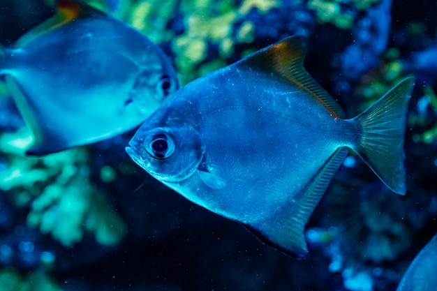 Macro poisson neopomacentrus filamentosus Monodactylidae