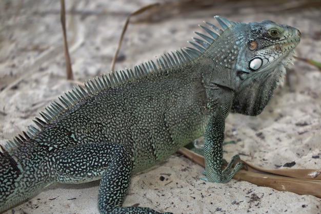 Macro portrait lézard iguane